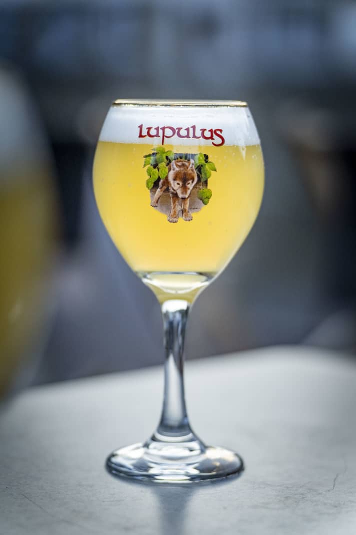 De bieren met het schattige wolfje (Lupulus) in het logo behoren absoluut tot de beste bieren van België