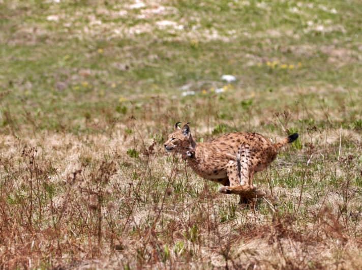 De lynx geeft zijn naam aan de Lynx Trail. Het project heeft tot doel fietsers te leren over het beschermen van hun leefgebied.